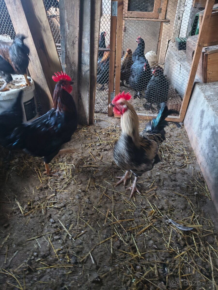Kohouti 🐓 - 5