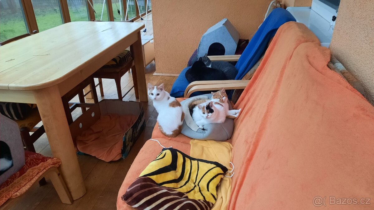 Daruji koťata do dobrých rukou - 5