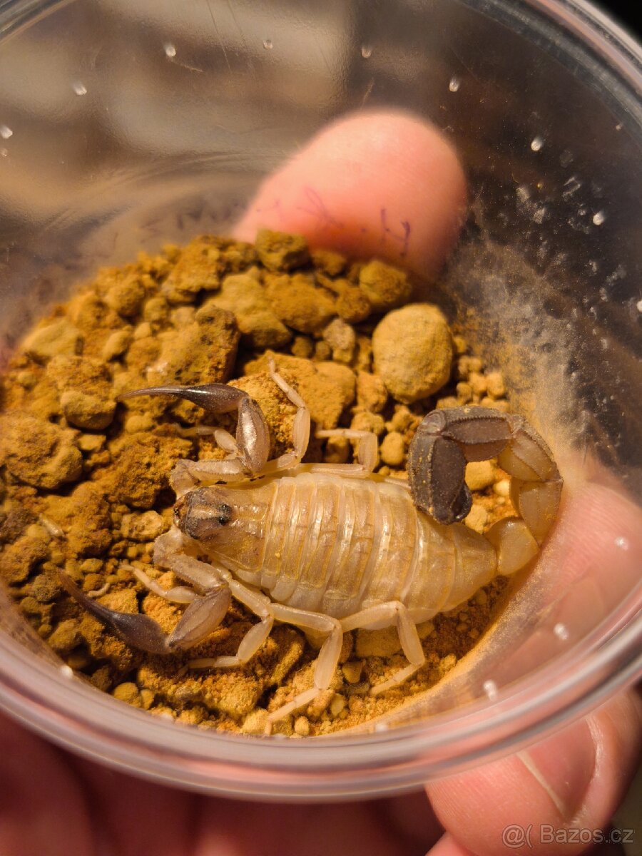 Hadogenes Paucidens scorpion štíři šváby - 5