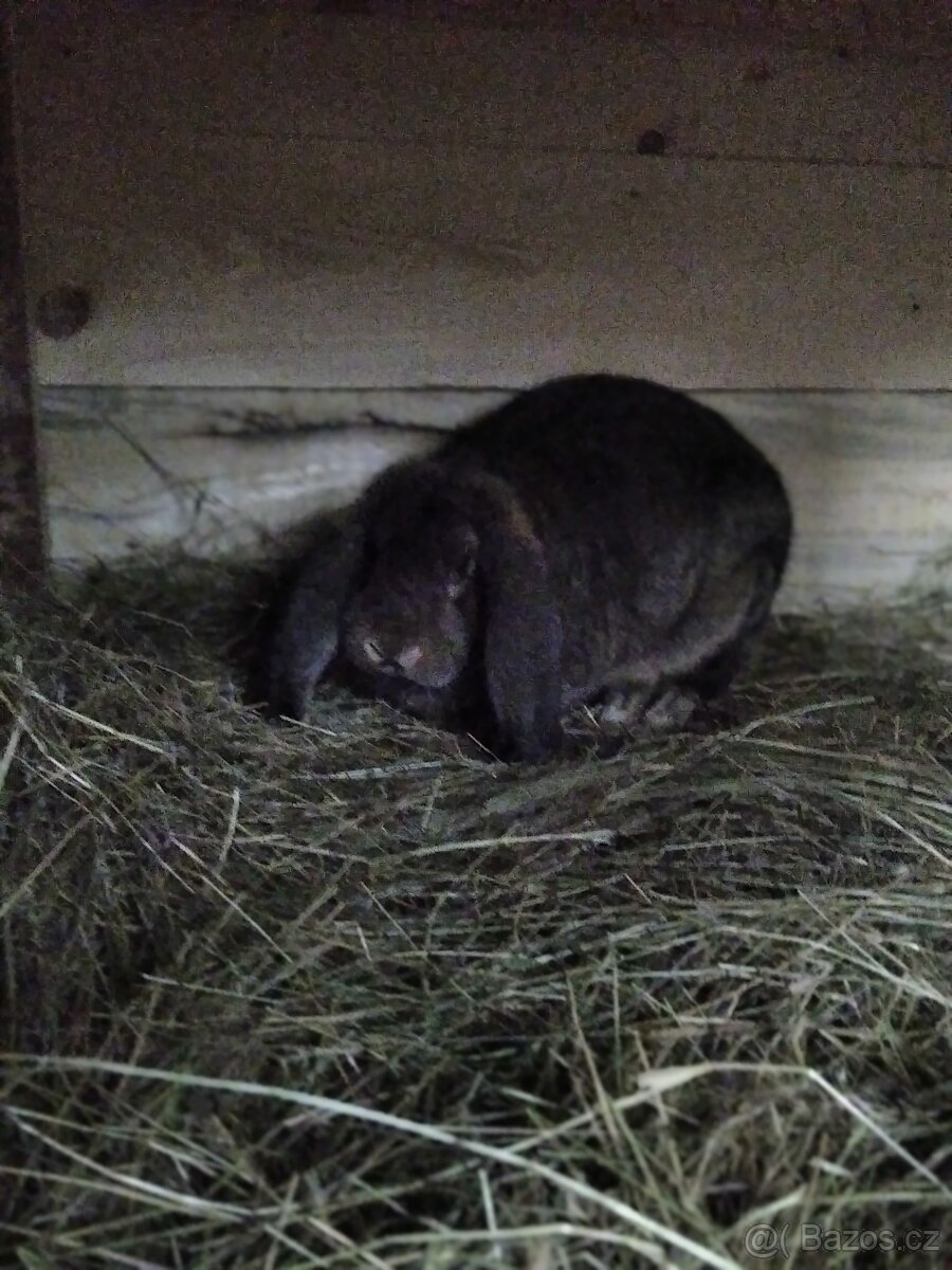 Francouzský Beran - 5