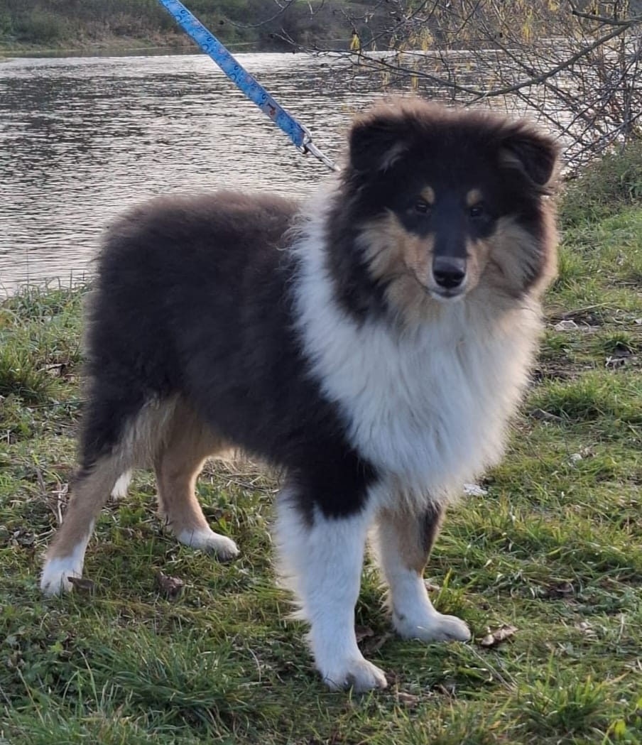 dlouhosrsté kolie s PP - Poslední volný pejsek - 5