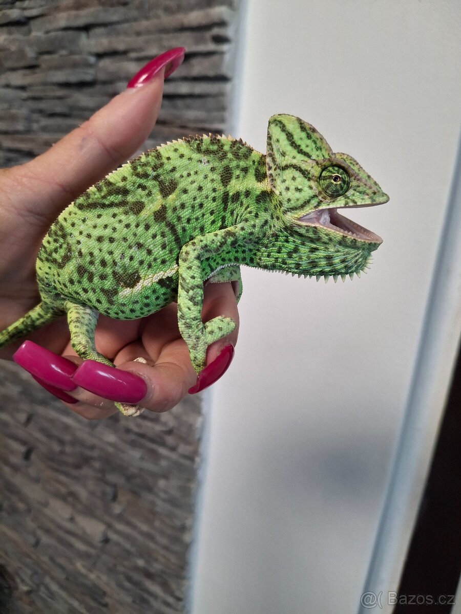 chameleon jemenský - 5