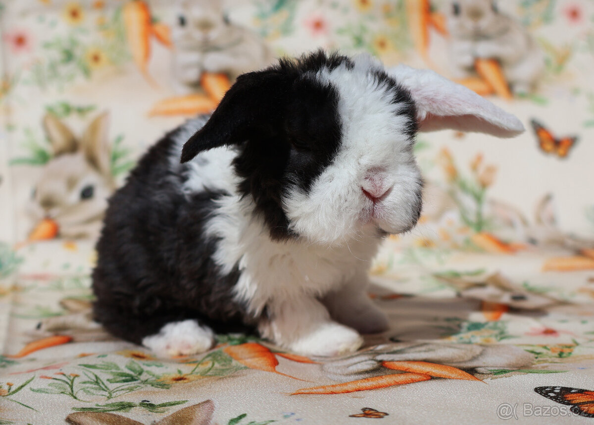 Zakrslí rex beránci . - 5