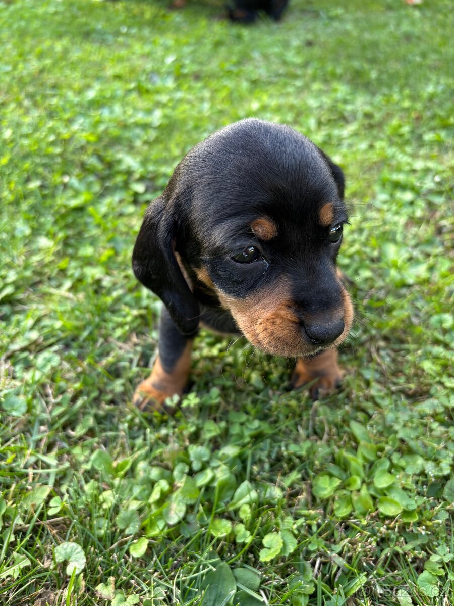 Štěňata krátkosrstého jezevčíka - 5
