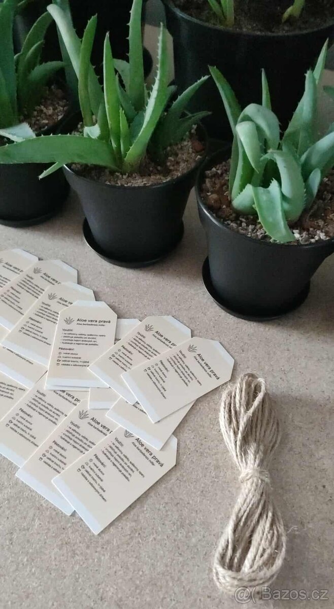 Pravá Aloe Vera - vhodná i jako dárek - 5