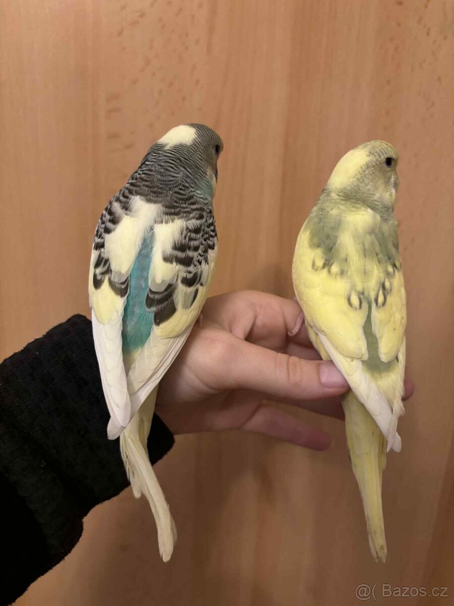 Prodám mladé andulky po vylétnutí z budky - 5