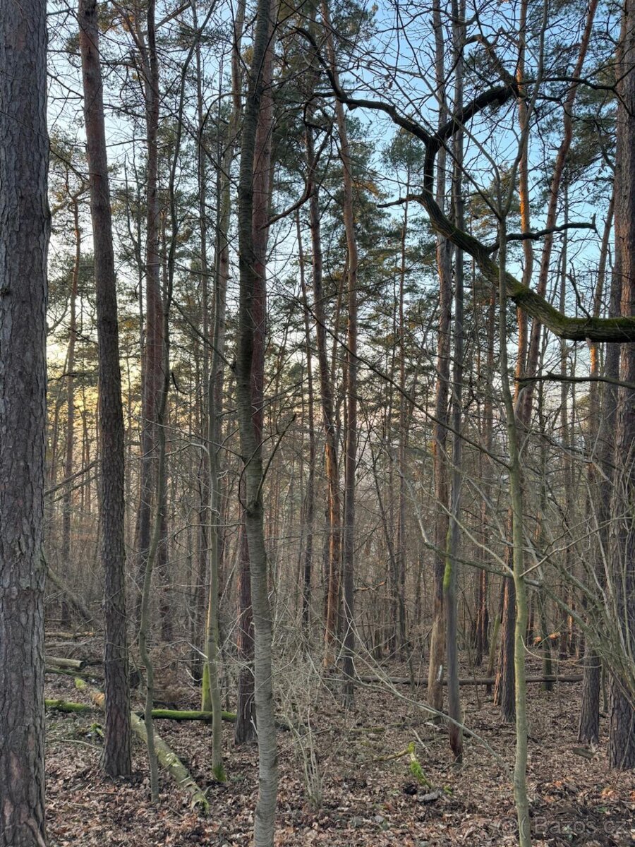 Prodám lesní pozemek v k.ú. Lštění p.č. 437/12 - 5