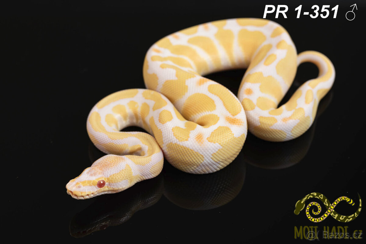 Python regius - Krajta královská - 5