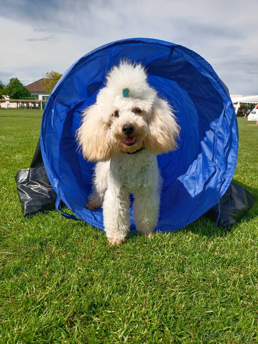 Pudl trpasličí - 5