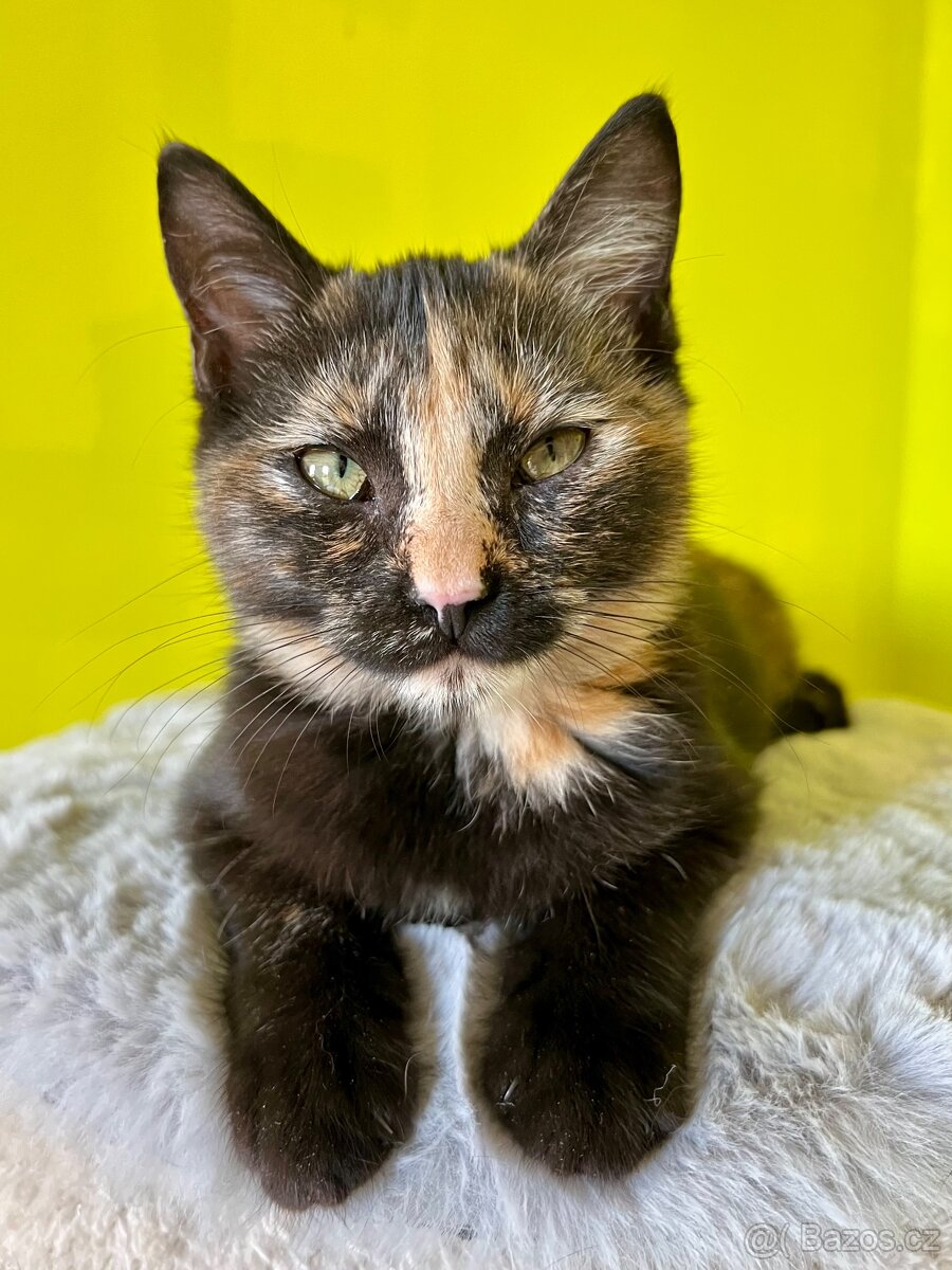 Mainská křížená koťátka - 5