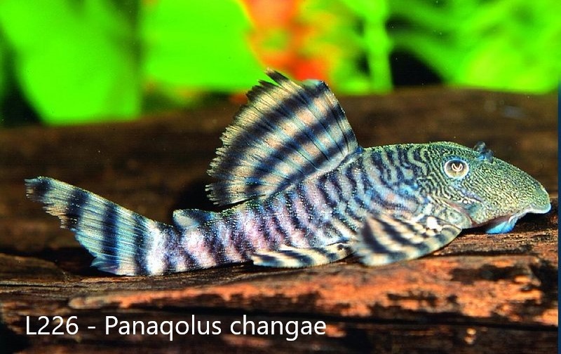 L-sumci, krunýřovci - odchovy - 5