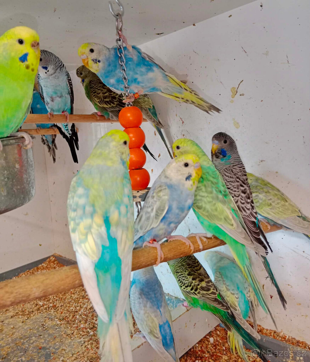 andulky duhovky,texas,zebřičky,korely,prodám - 5