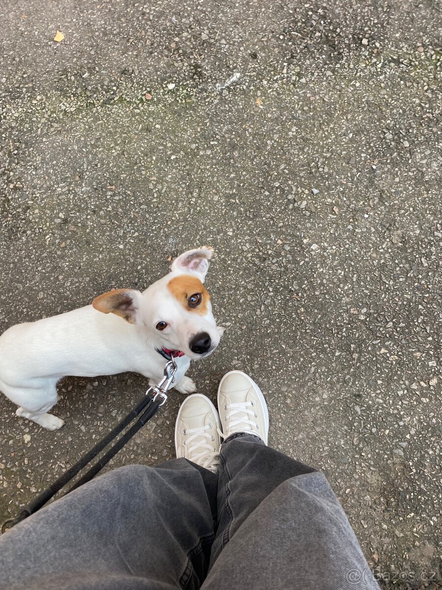 Jack Russell teriér krytí - 5