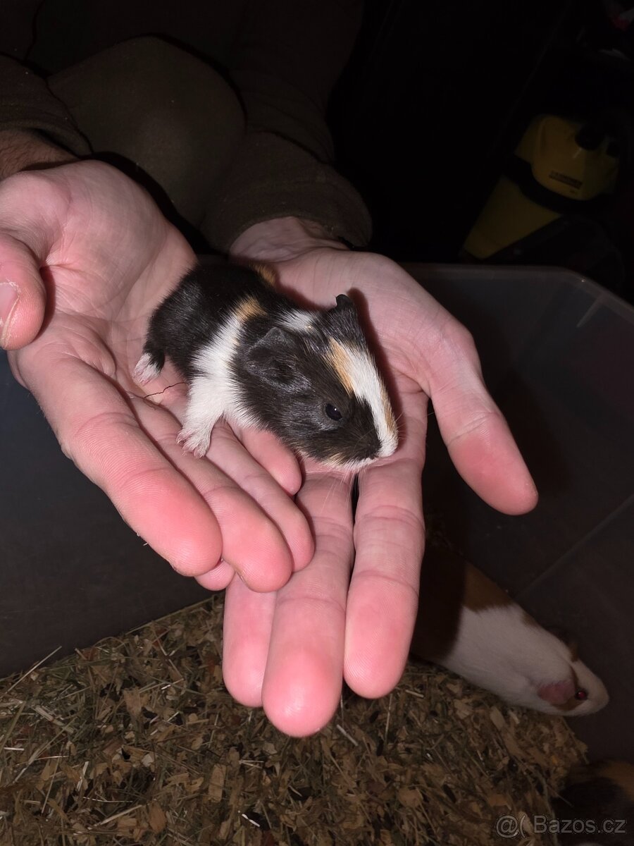 Morče, Morčata - 5