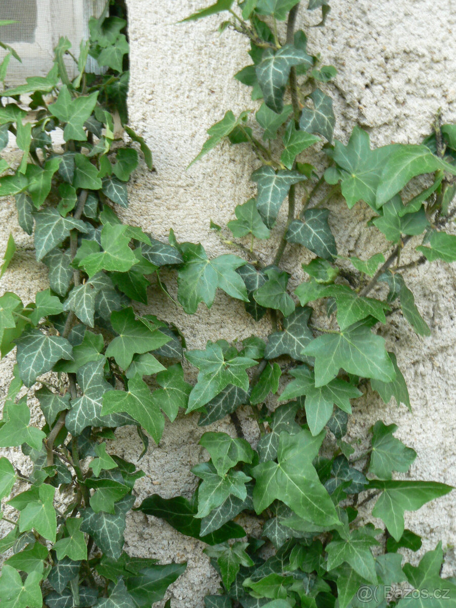 Sazenice 3 druhů břečťanů - 5