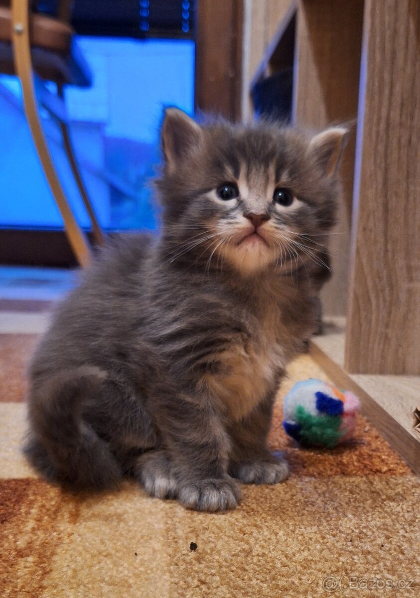 Mainská mývalí koťátka bez PP - 5