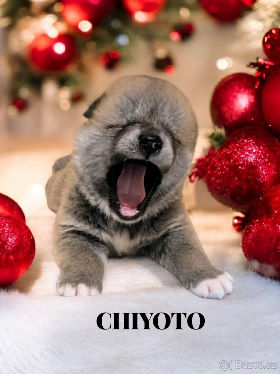 Štěňátka Akita Inu s PP - 5