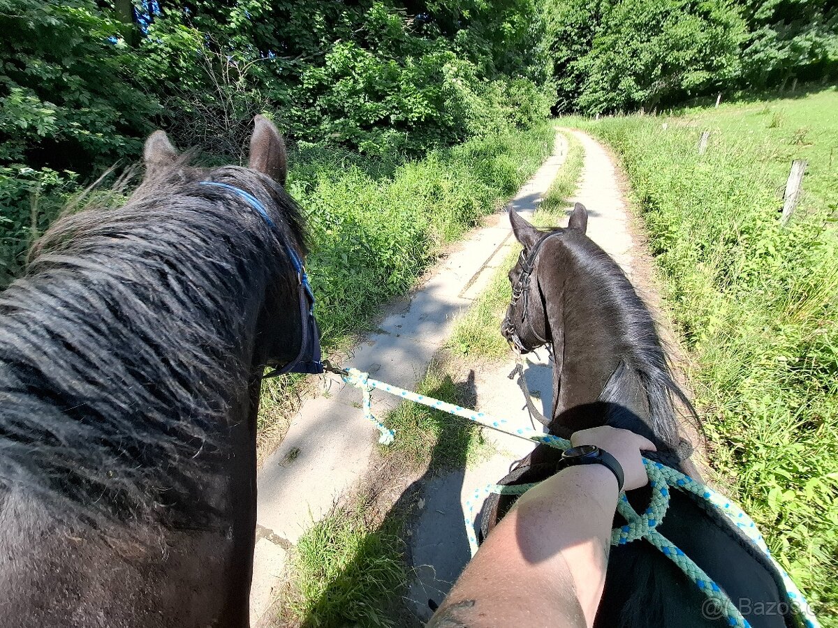 Kobyla po Bonte Monte - 5