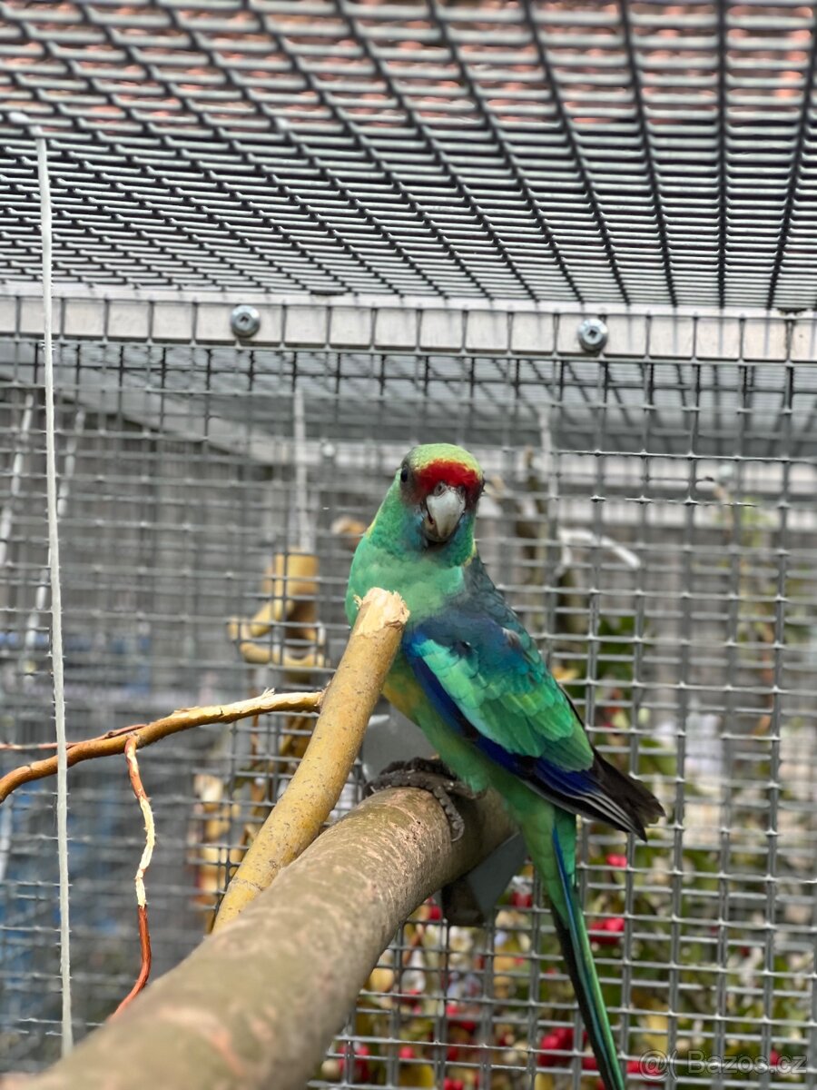 Bernard červenočelý štěp. na modré - 5