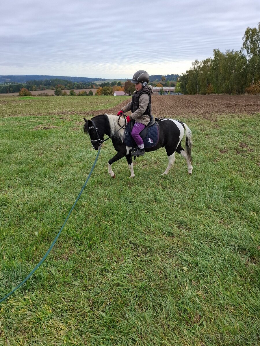 Valach AMHR/ASPC- minihorse - 5