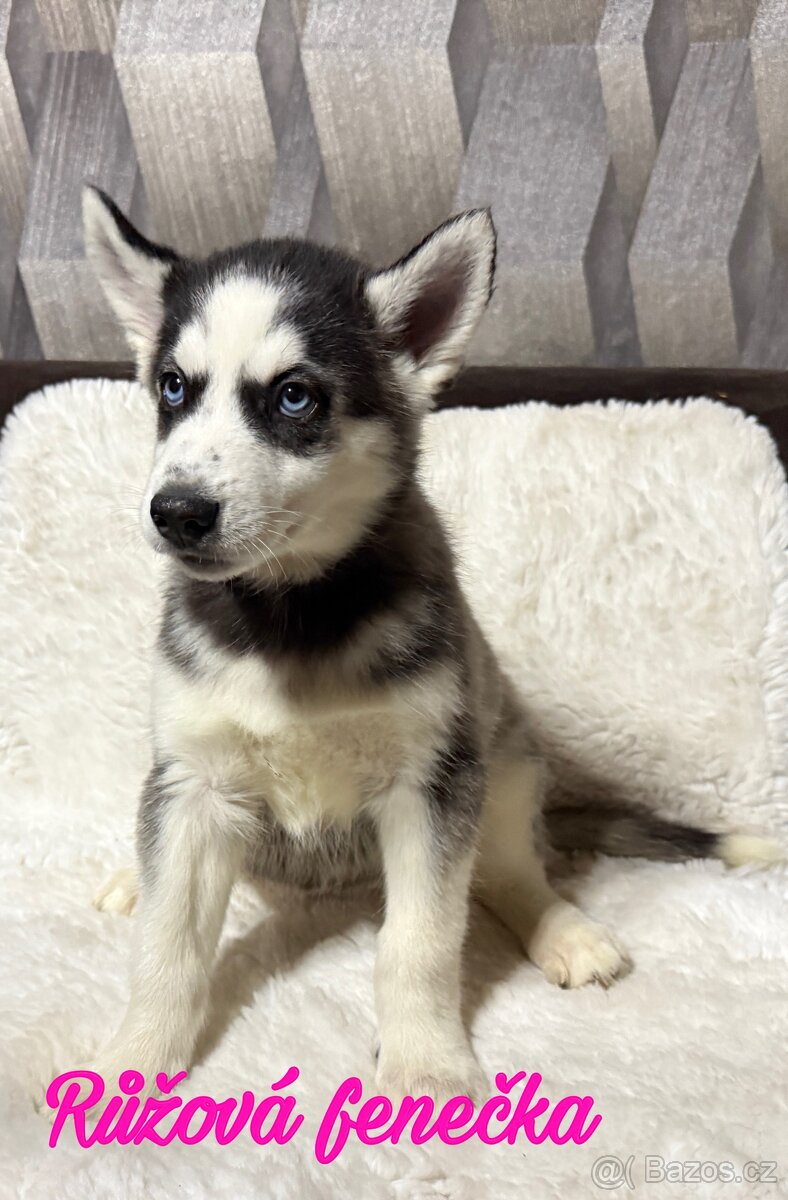 Štěňátka Sibiřský husky - 5