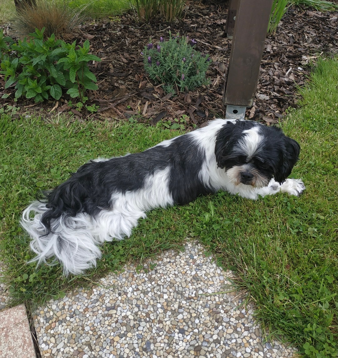 Krytí Shih - Tzu - 5