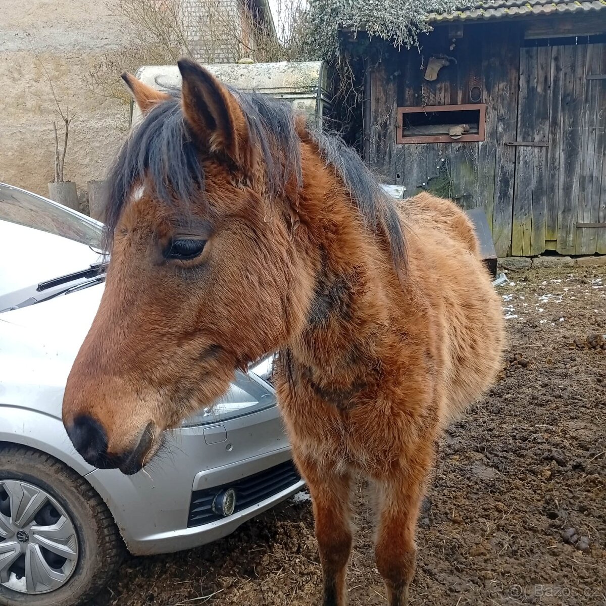 z důvodu zdravotních problémů majitele - 5