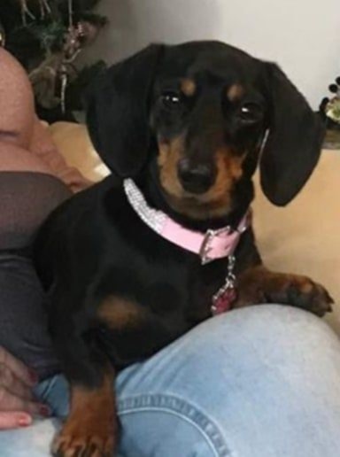 Trpasličí jezevčík - 5