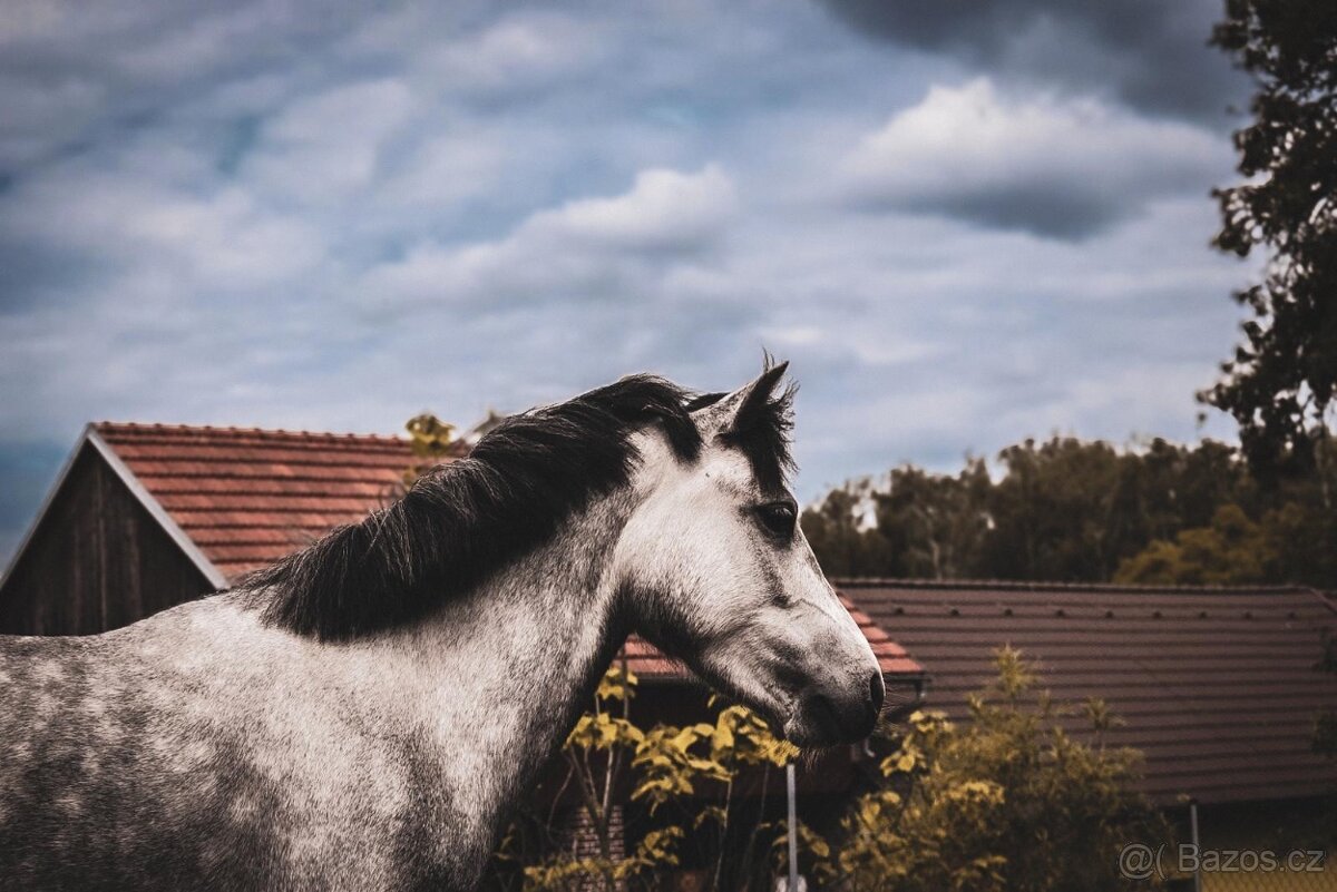 Na prodej krásná welsh mountain pony klisna DIABOLIC HENESSY - 5