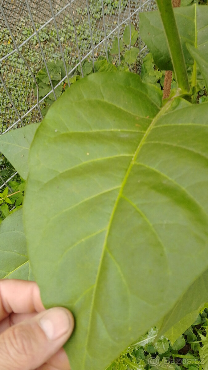 Samsoun orient tabák semínka - 5