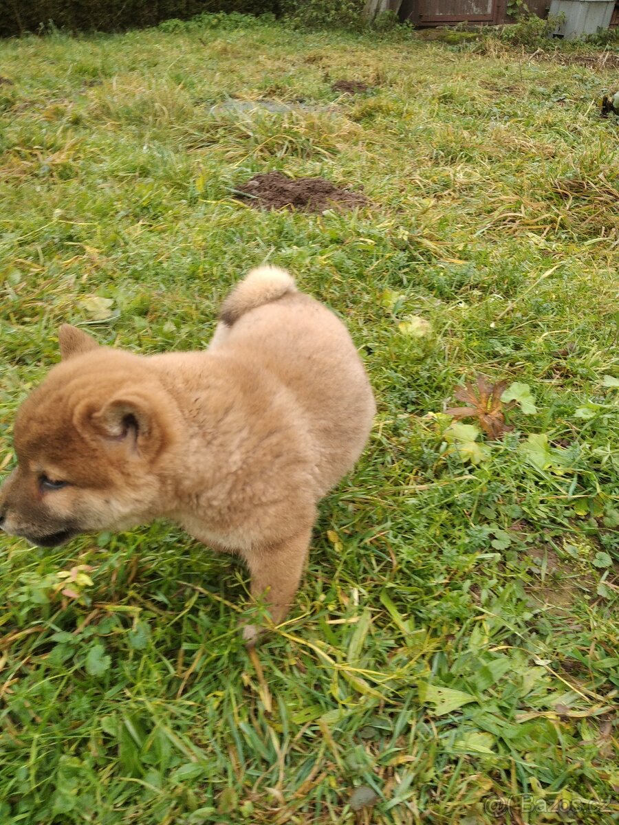 Schiba inu s rodokmenem - 5