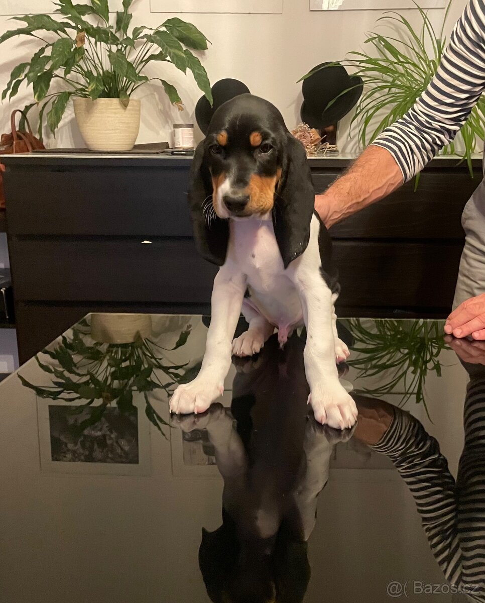 Prodáme štěňata vhodná pro lovecké účely - 5