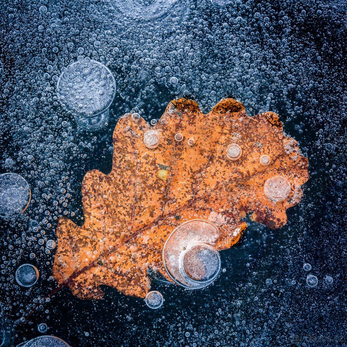 CANON EF 100mm f/2.8 USM makro - 5