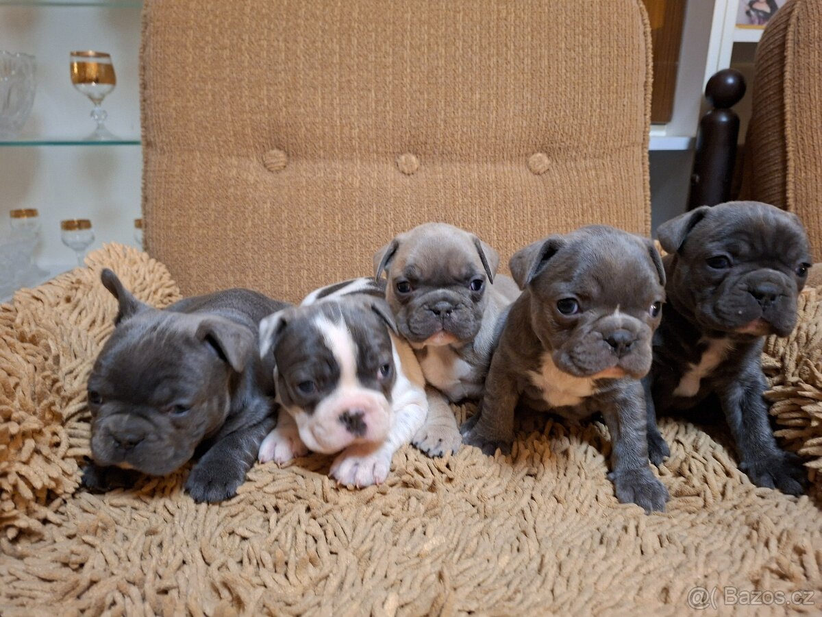 Francouzský buldoček modrý - 5