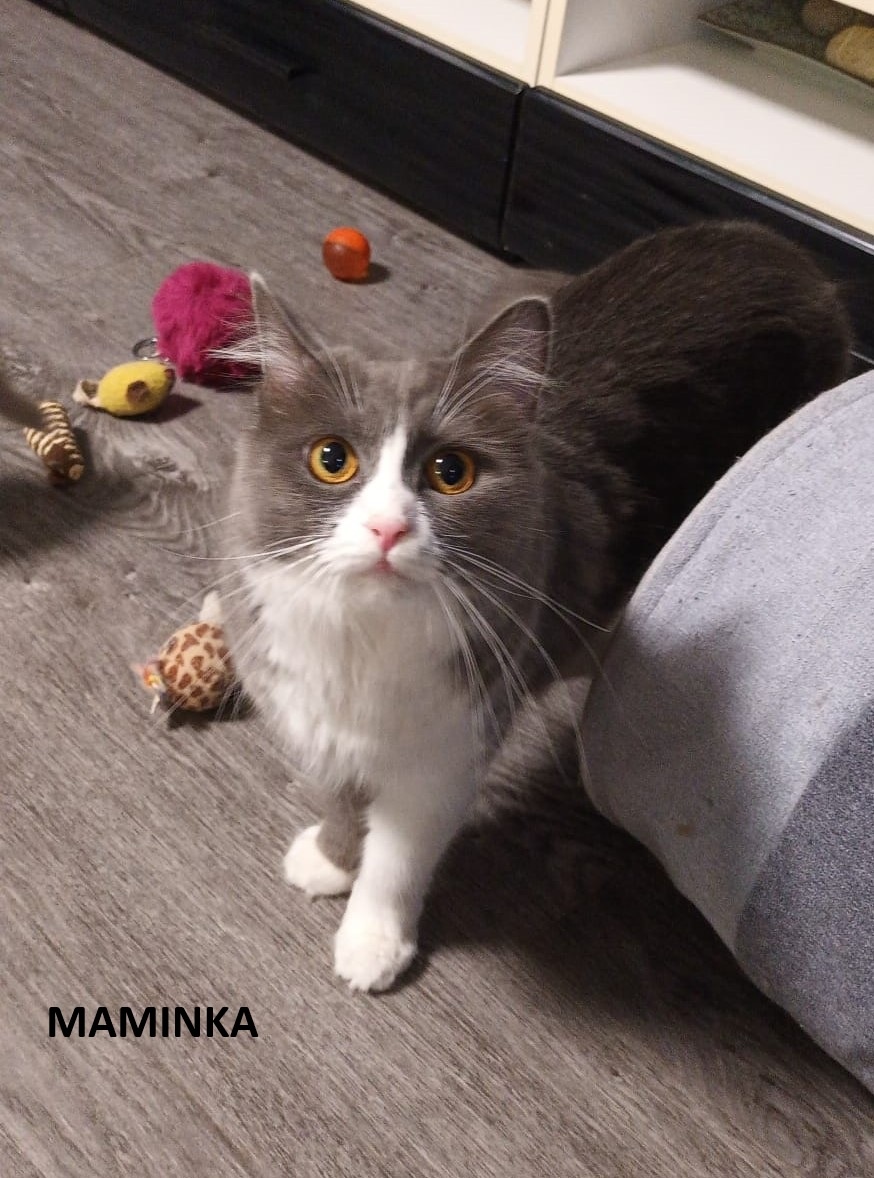 Britská koťátka britské kotě - 5