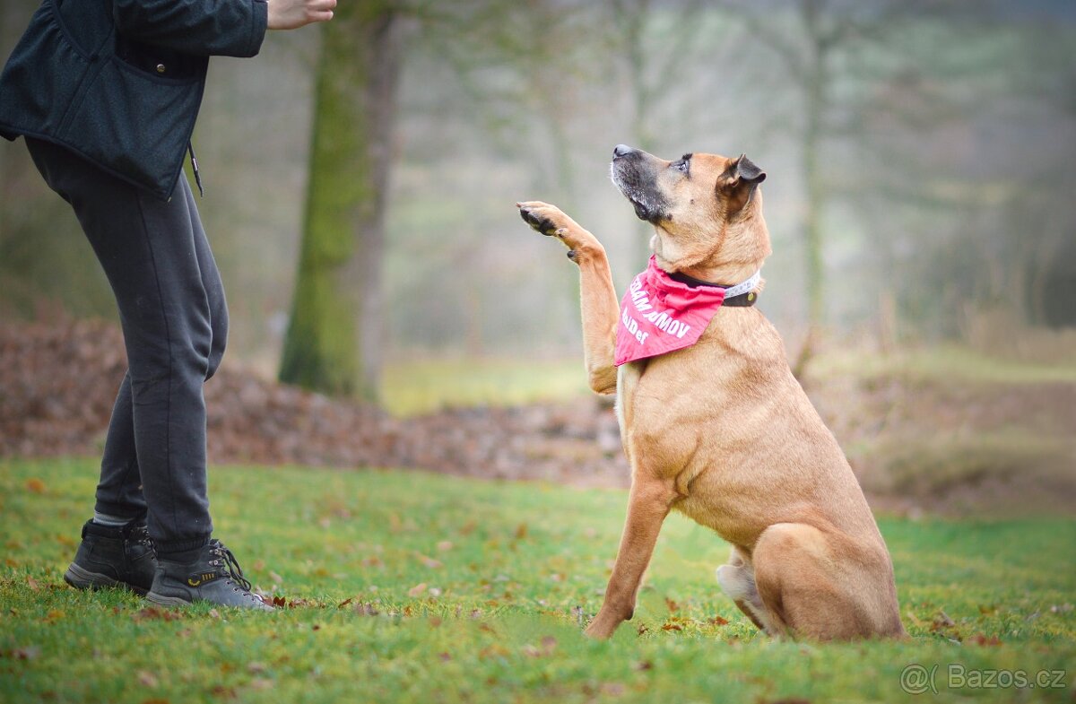 Sebastian - velký temperamentní pes, 6 let - 5