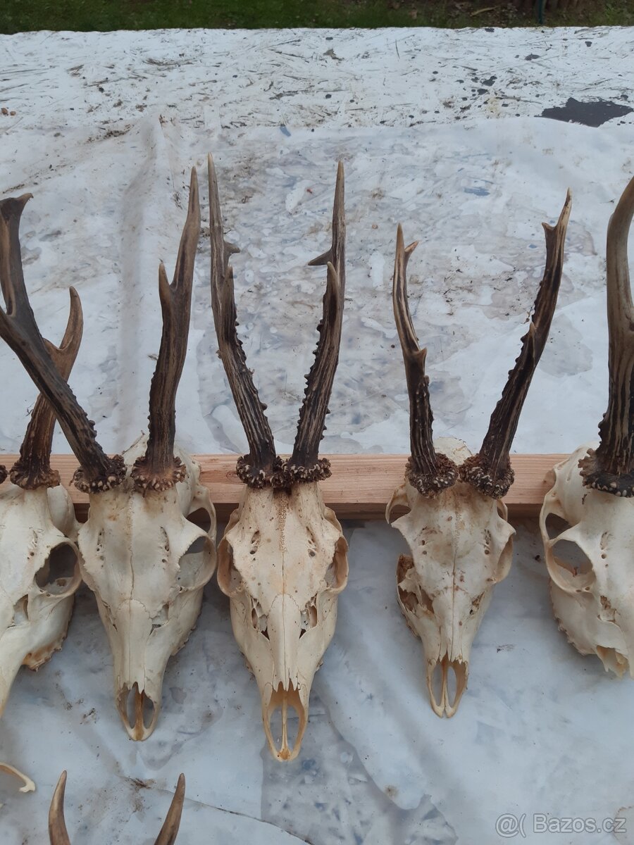 Prodám srnčí paroži - 5