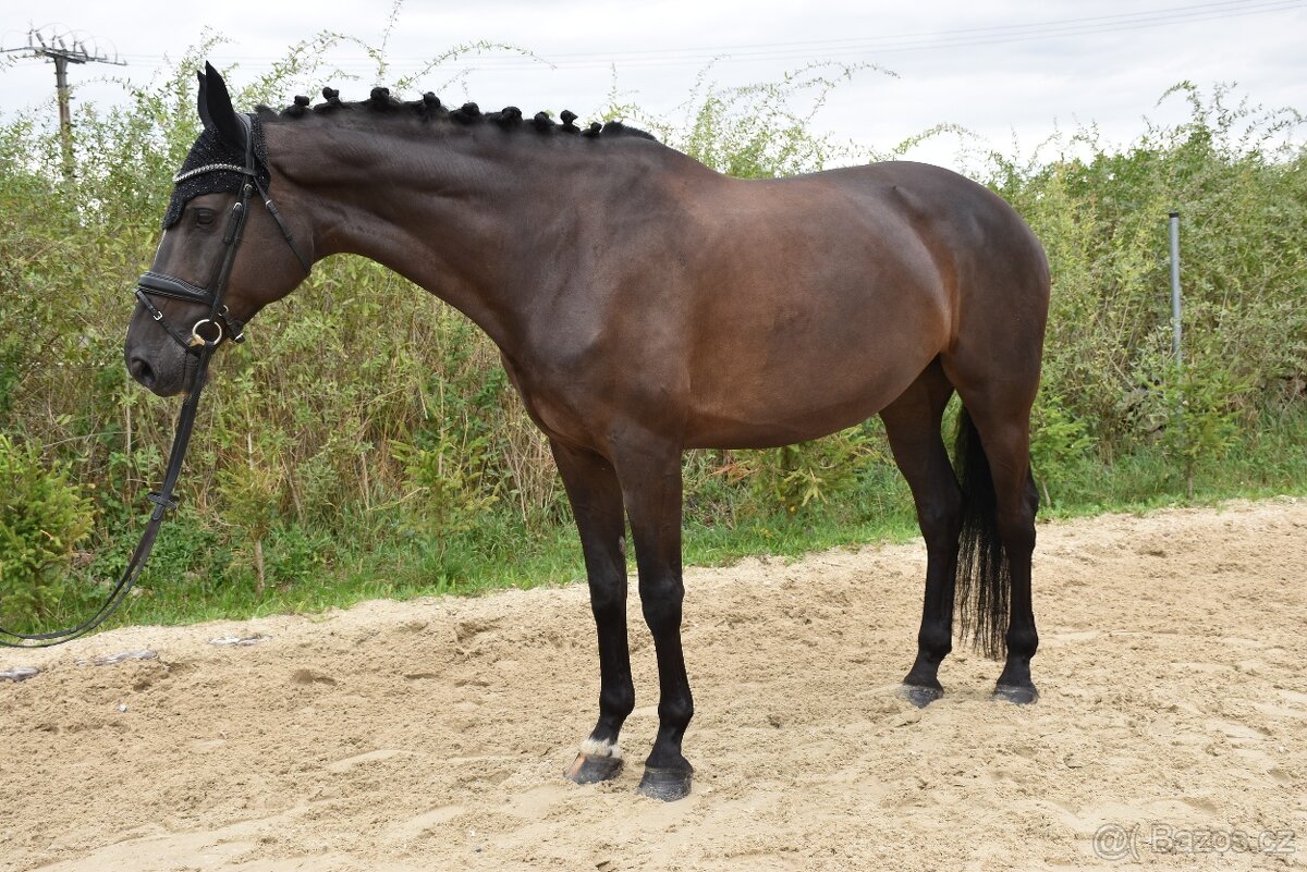 Zkušená drezurní klisna pro dítě či juniora - 5