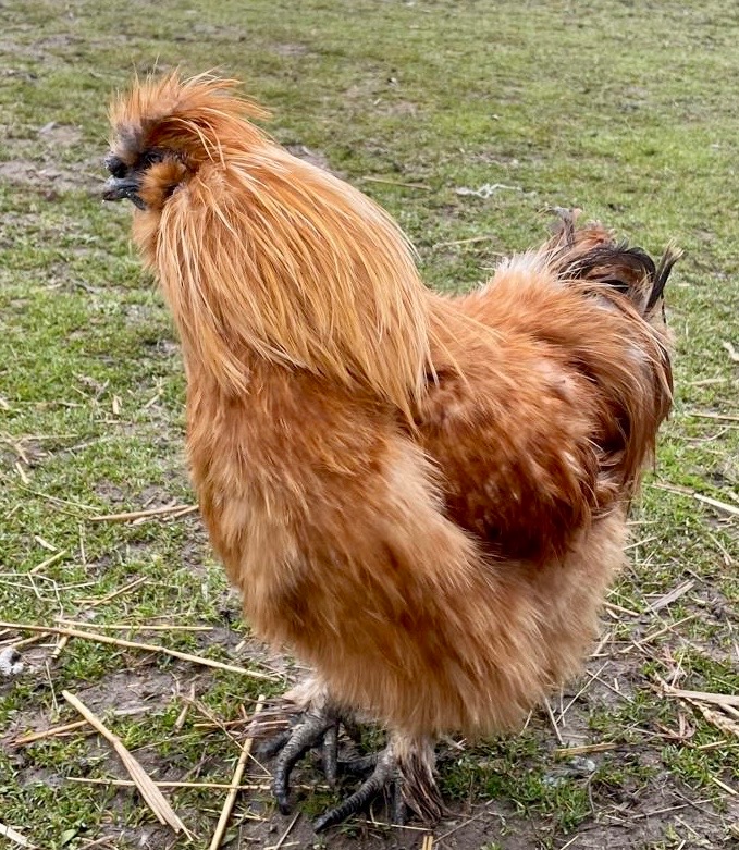 Kohout hedvábničky - 5