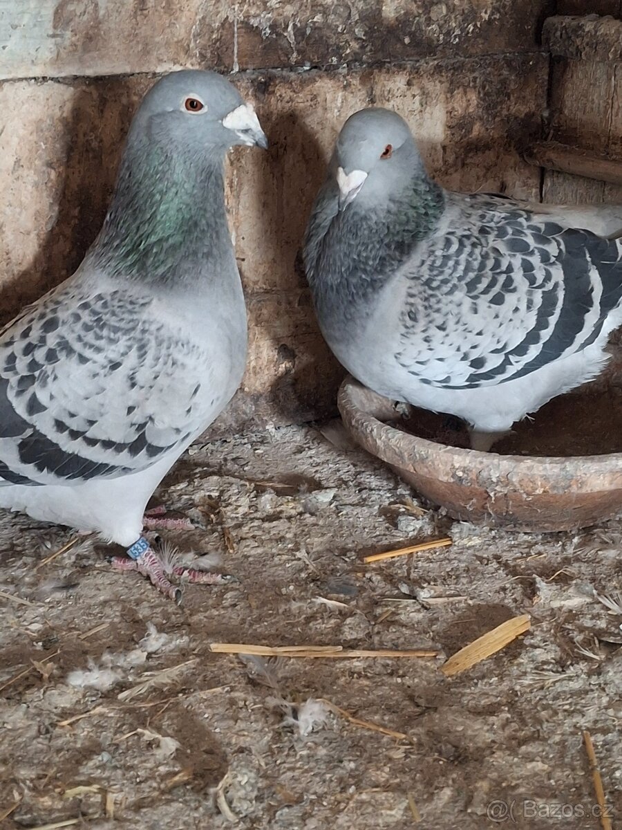 Prodej poštovních standardních holubů - 5