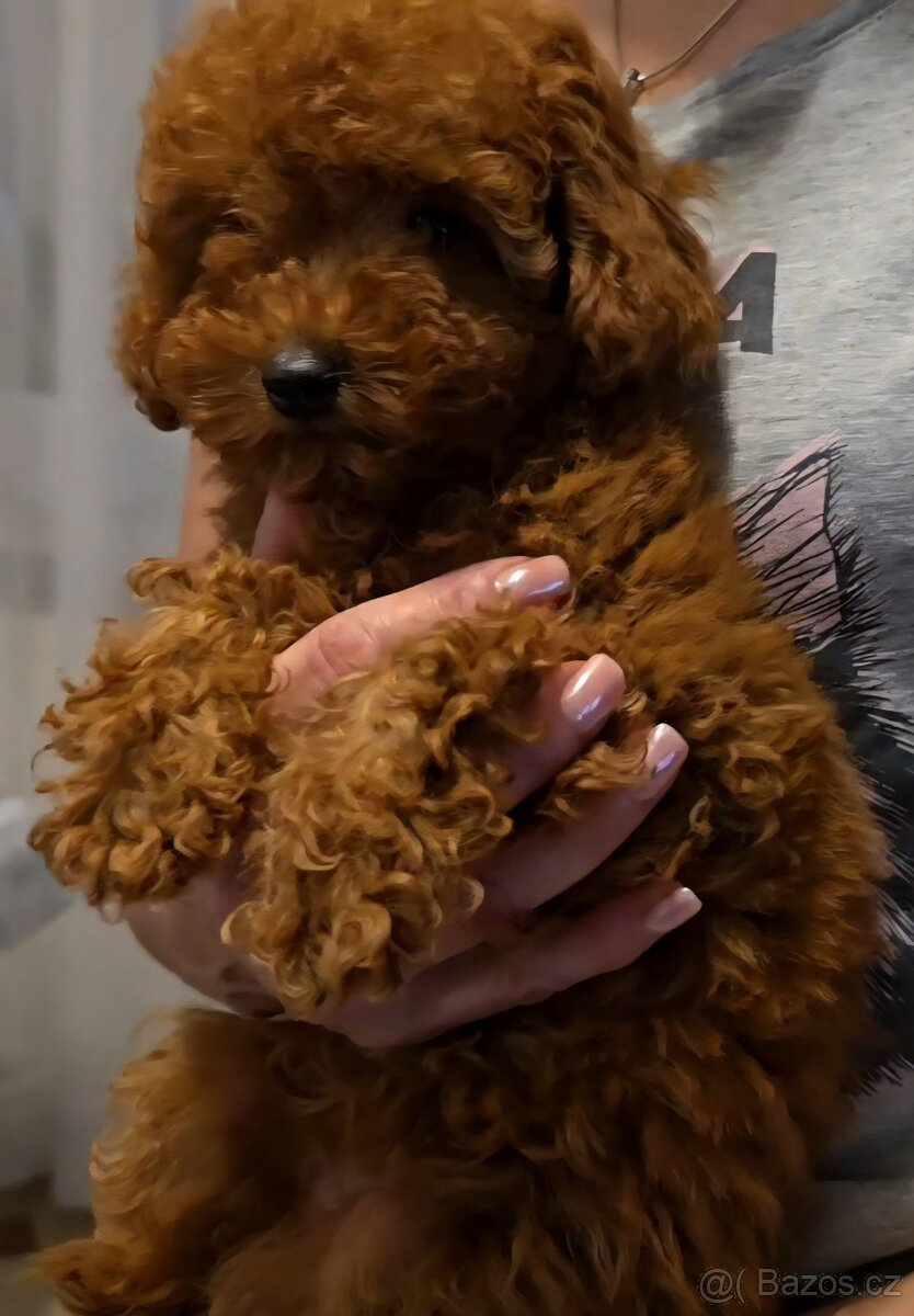 pudel 100% toy girl boy - 5