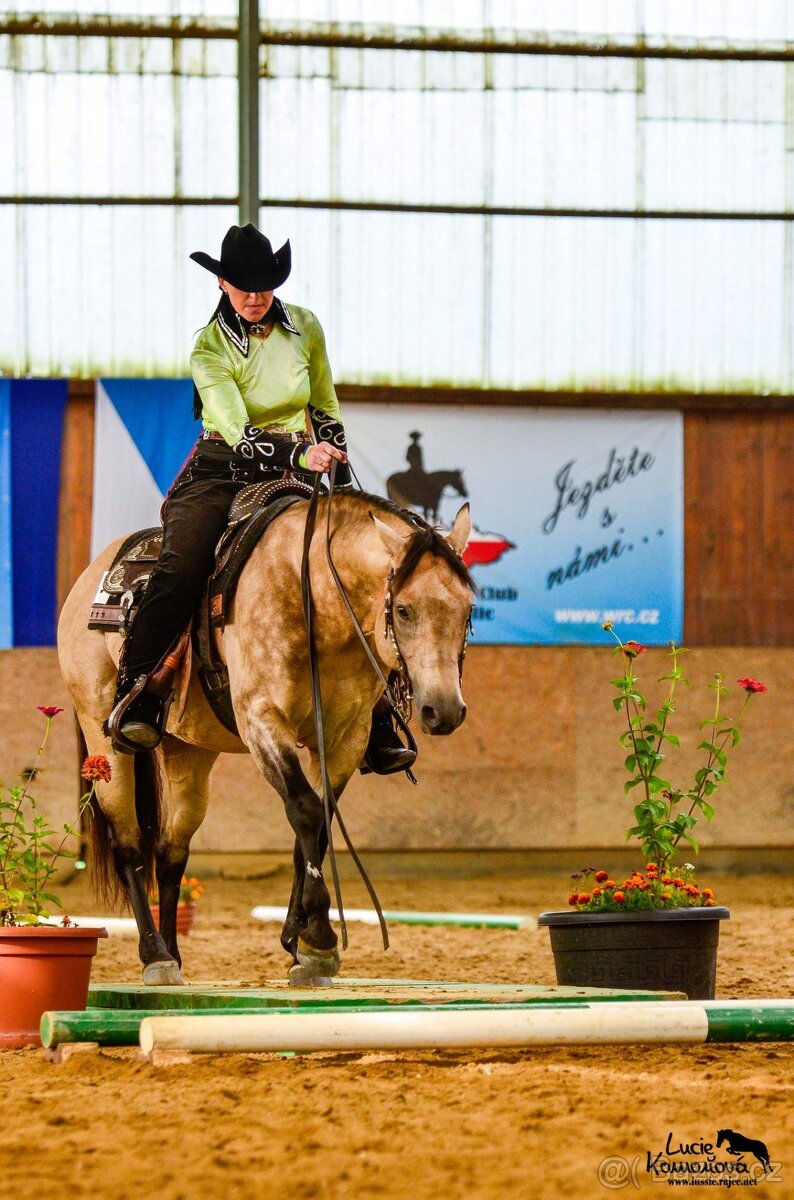 Připouštění QH hřebcem 7 panel N/N - 5