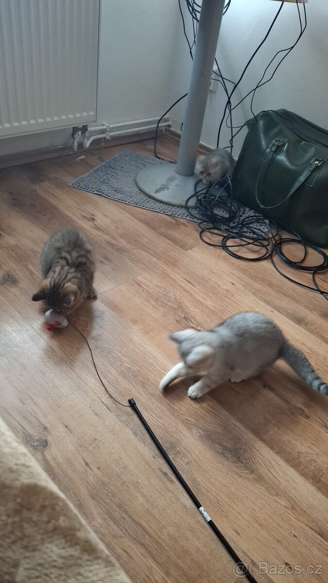 Britská koťátka s PP - 5