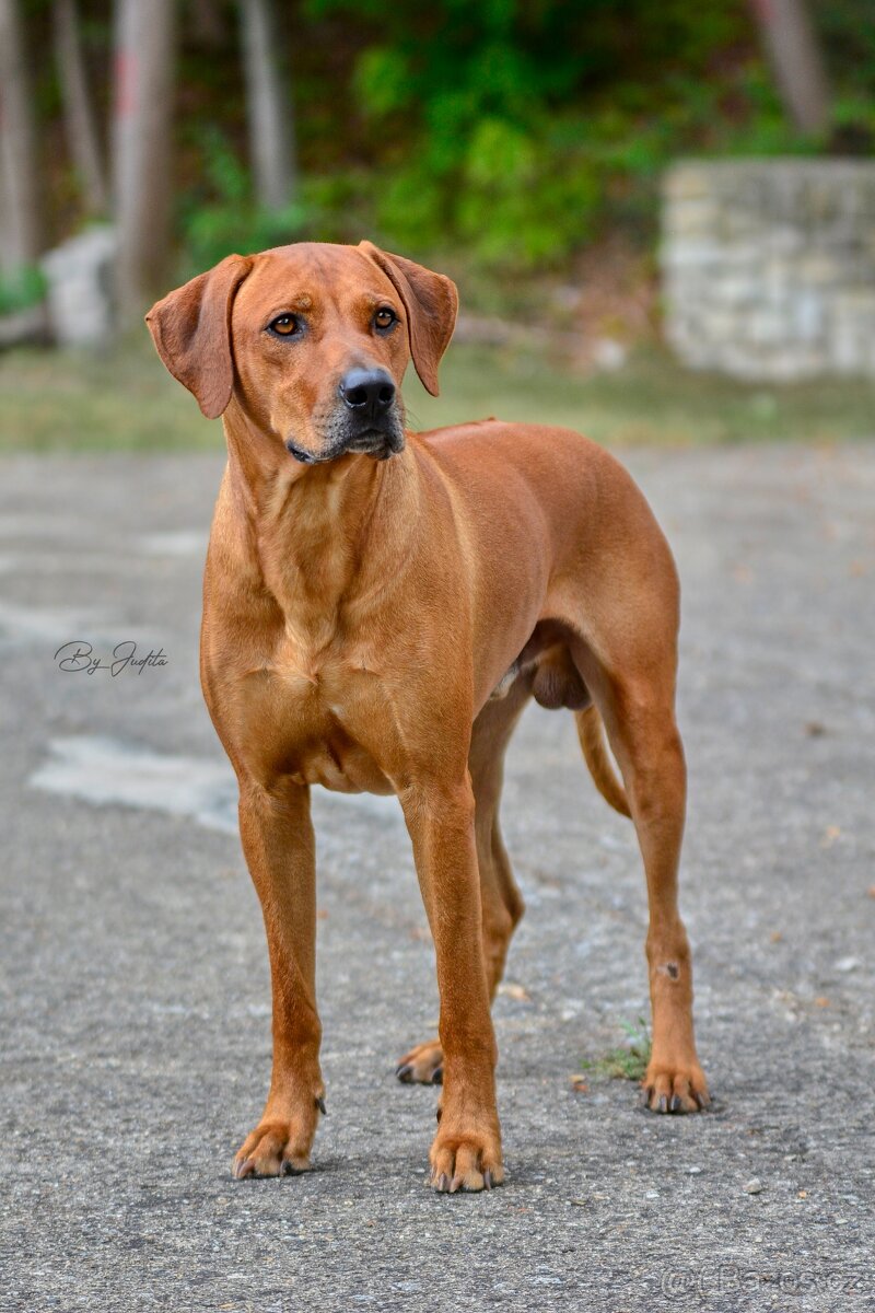 Krytí- chovný pes-Rhodeský ridgeback FCI - 5