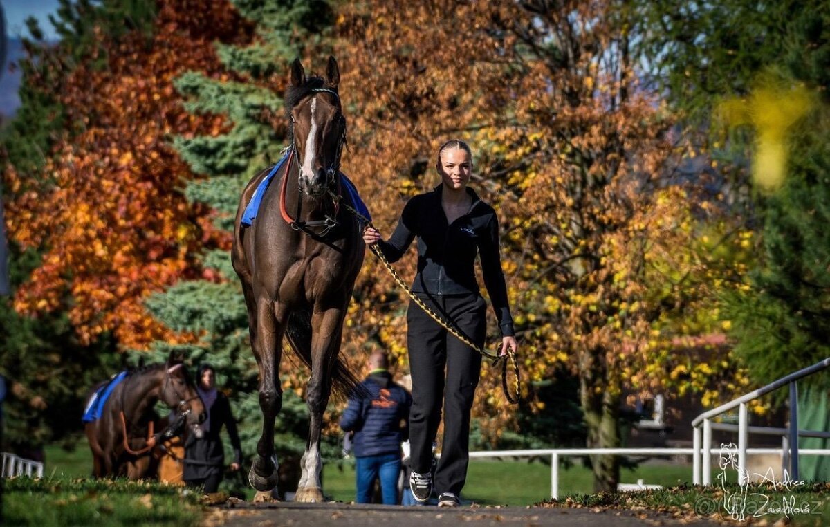 PRODÁM 4 LETÉHO VALACHA - 5
