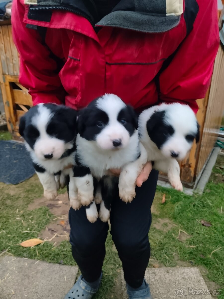 Border kolie dlouhosrstá - 5