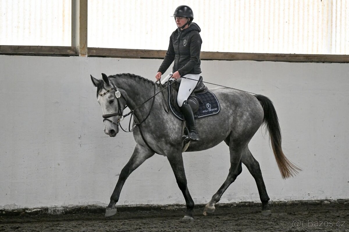 Klisna po Cornet de Lux - 5