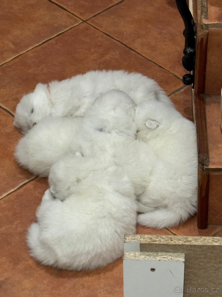 Samojed – Poslední štěně (s PP) - 5