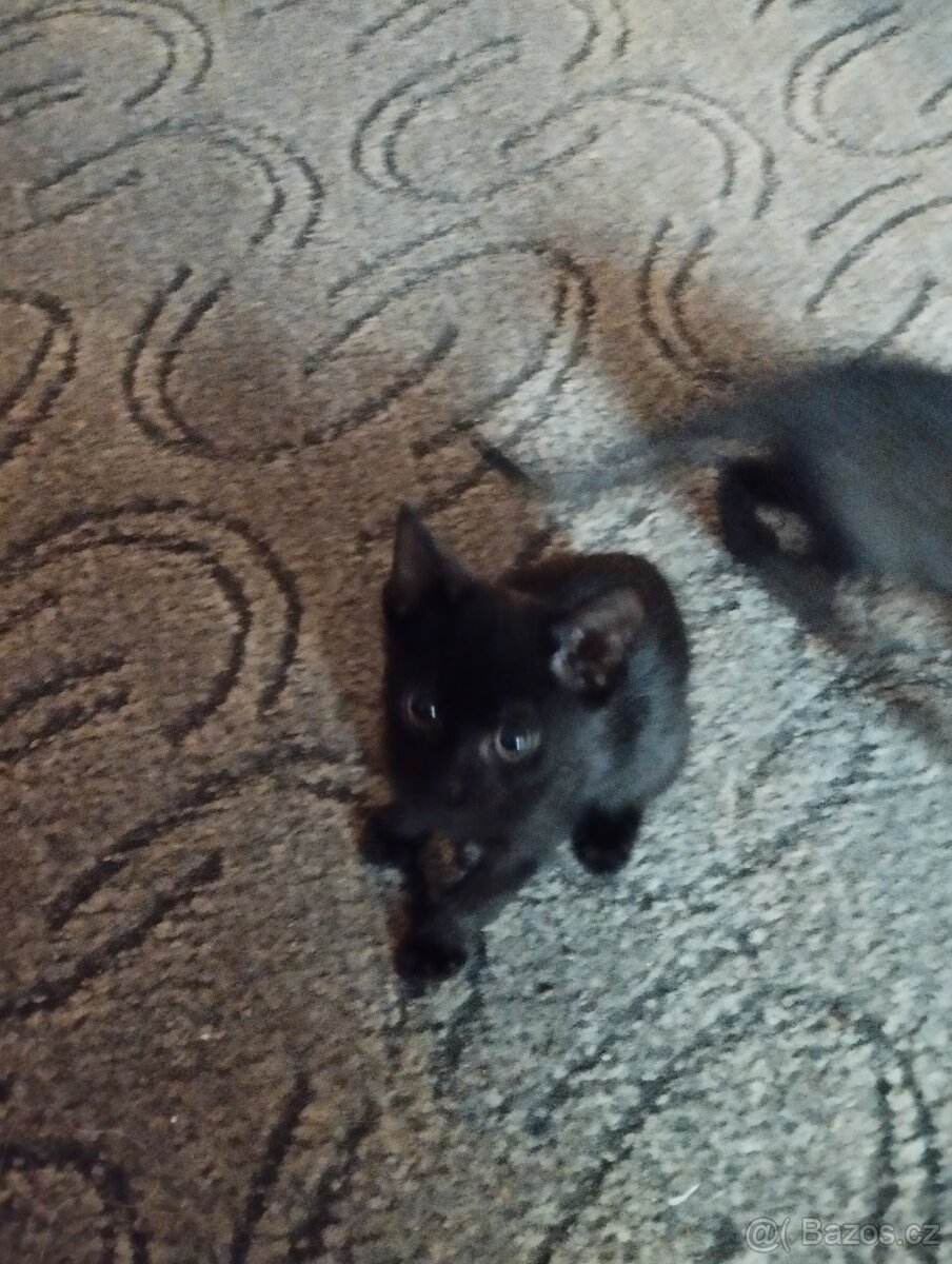 Daruji dvě koťátka - 5
