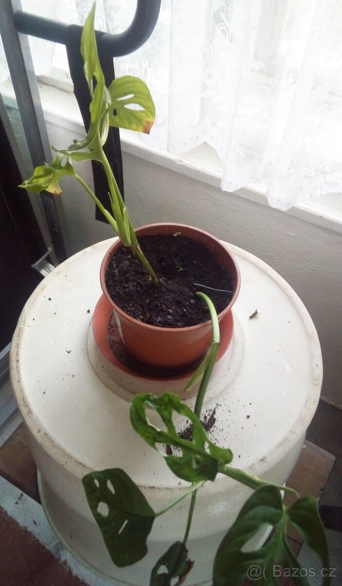 5x pokojová Monstery Monkey Leaf - 5